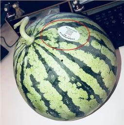 网红总结吃瓜,揭秘娱乐圈幕后故事