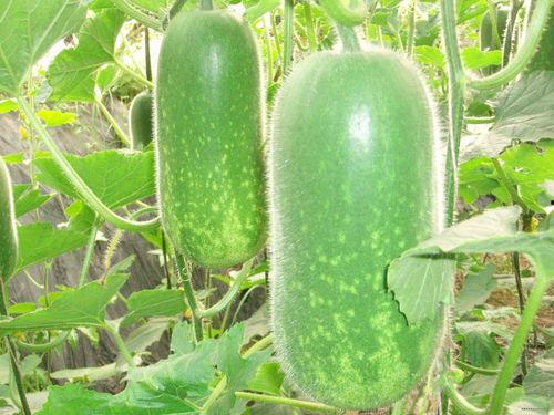 399.5u吃瓜网,揭秘娱乐圈幕后故事，带你领略网络吃瓜新风尚