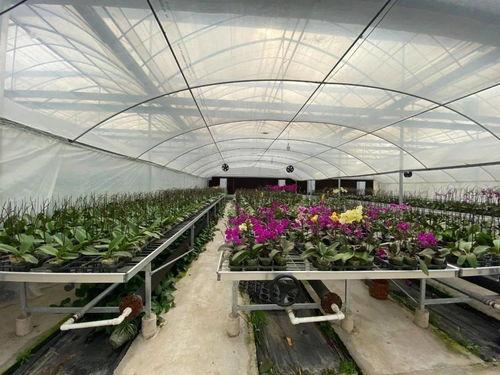 吃瓜群爆料大棚