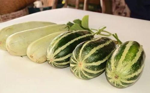 免费吃网红瓜的